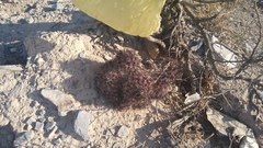 Coryphantha neglecta