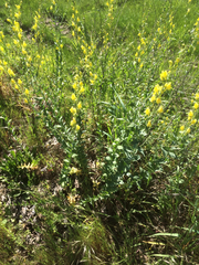 Linaria dalmatica dalmatica