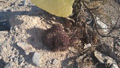 Coryphantha neglecta