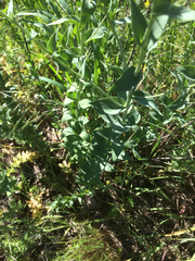 Linaria dalmatica dalmatica