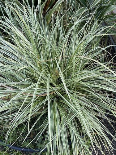 Carex wahuensis iNat (2)