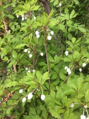 Enkianthus perulatus
