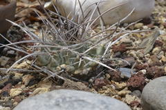Thelocactus rinconensis rinconensis