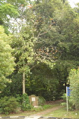 Firmiana malayana