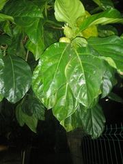 Morinda citrifolia