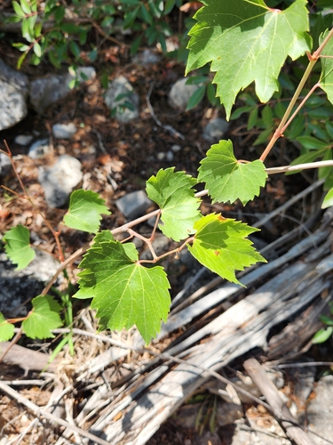 Image of Vitis monticola by (c) Jo Roberts, some rights reserved (CC BY)