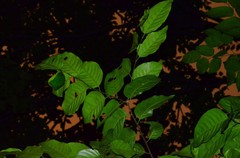 Hopea odorata