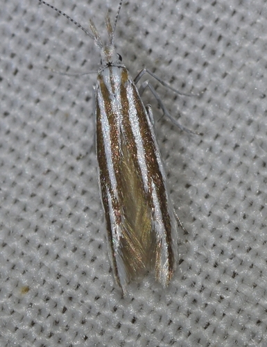 Coleophora changaica