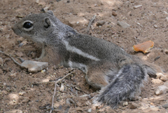 Ammospermophilus interpres