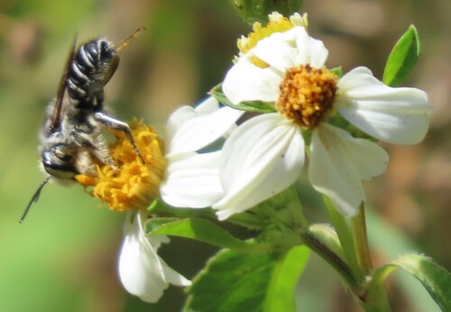 Hoary Leafcutter Bee photo 5
