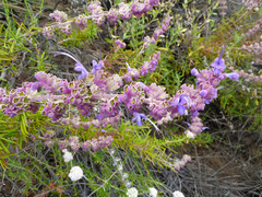 Trichostema lanatum