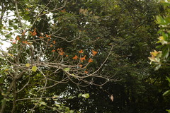 Firmiana malayana