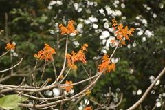 Firmiana malayana