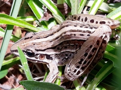 Leptodactylus gracilis