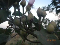 Anochrostomus formosus