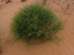 None (Henophyton)