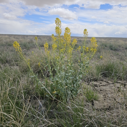 Durango Tumble Mustard (Thelypodiopsis aurea)