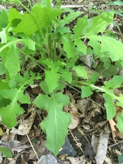 Youngia thunbergiana