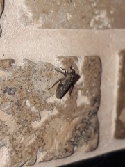 Megophthalminae