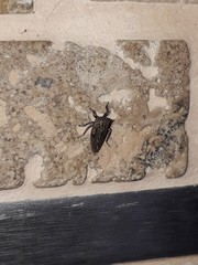 Megophthalminae