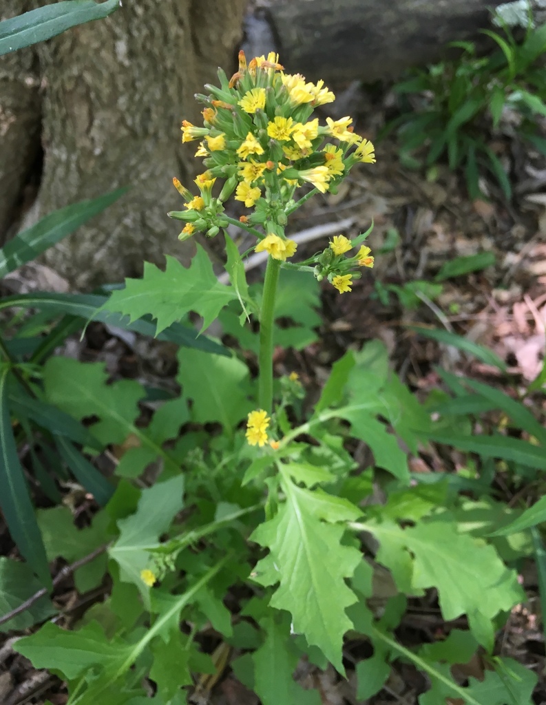 Tall false hawksbeard