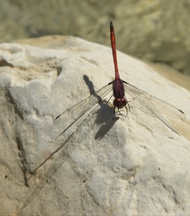 Trithemis lilacina