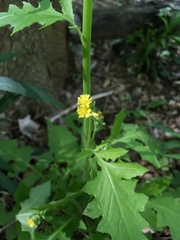 Youngia thunbergiana