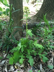 Youngia thunbergiana