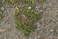 Dichondra microcalyx
