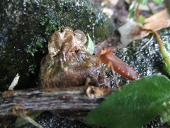 Anasa bellator