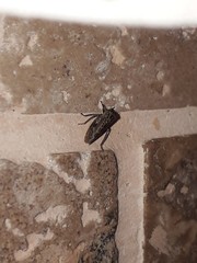 Megophthalminae