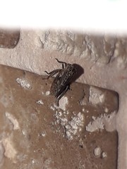 Megophthalminae