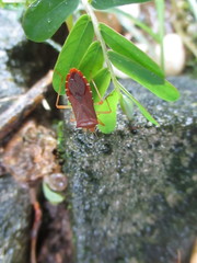 Anasa bellator