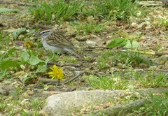 Spizella passerina passerina