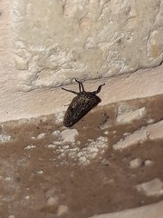 Megophthalminae
