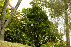 Dillenia philippinensis