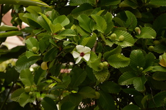 Dillenia philippinensis