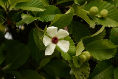 Dillenia philippinensis