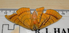 Hypopyra capensis
