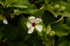 Dillenia philippinensis