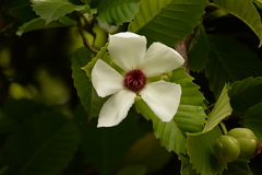 Dillenia philippinensis