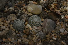 Mammillaria solisioides