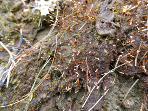 Image of Pogonatum pensilvanicum by no rights reserved