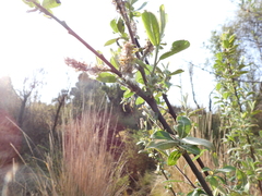 Salix paradoxa
