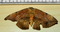 Hypopyra capensis