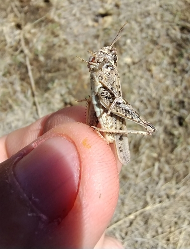 Brown-spotted Range Grasshopper photo 4