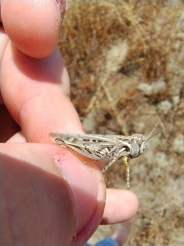 Brown-spotted Range Grasshopper photo 3