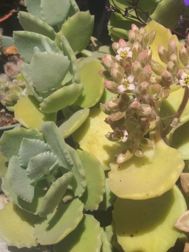 Kalanchoe Millottii (Kalanchoe millotii)