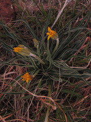 Nothocalais cuspidata