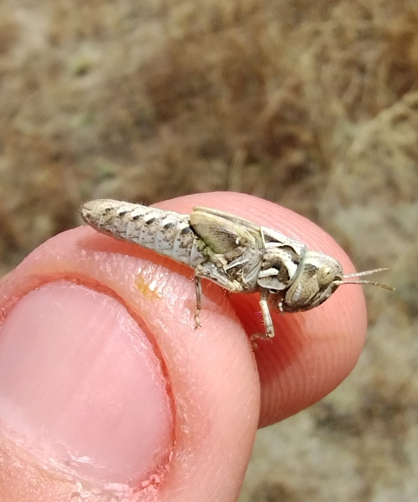 Brown-spotted Range Grasshopper